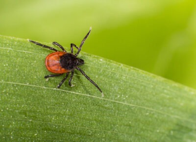 PA, NJ Among The Highest in Lyme Disease Rates