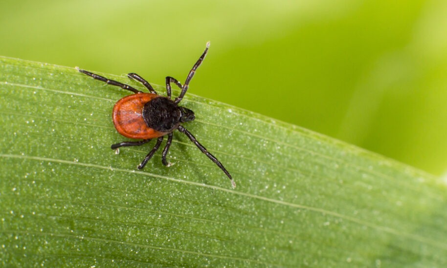 PA, NJ Among The Highest in Lyme Disease Rates