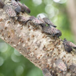 The Persistent Spotted Lanternfly