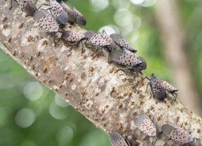 The Persistent Spotted Lanternfly