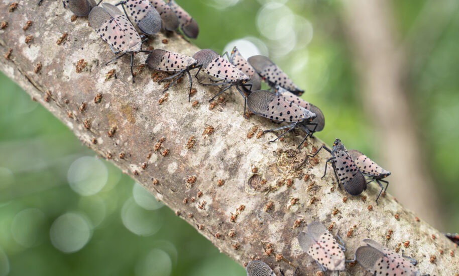 The Persistent Spotted Lanternfly