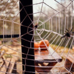 Creepy Crawly Pests That Give Homeowners A Scare This Halloween