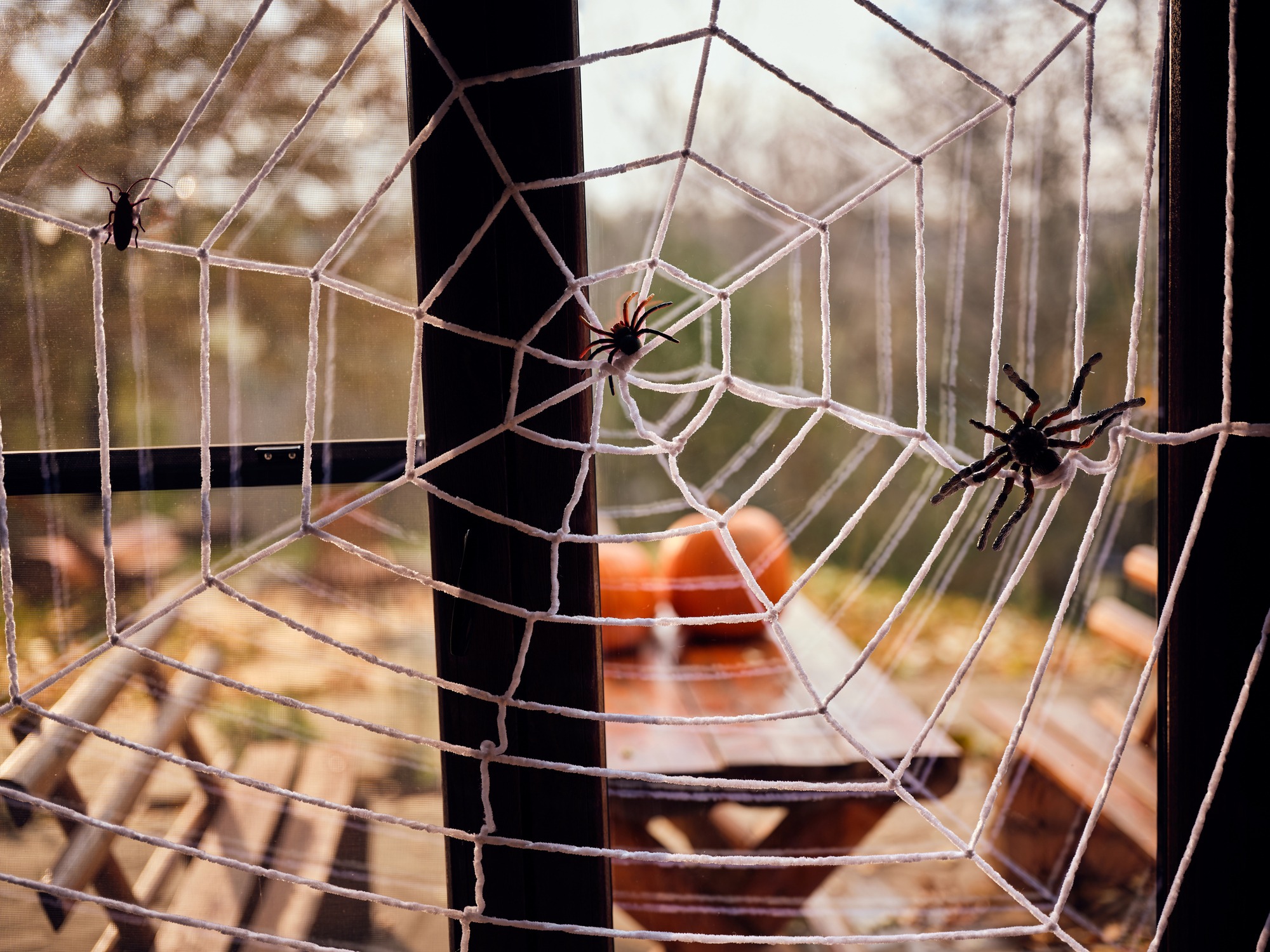 Creepy Crawly Pests That Give Homeowners A Scare This Halloween