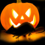 Fall Pests Not A Treat This Halloween