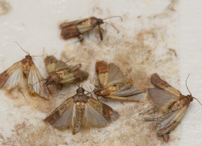 Deter Pests From Infesting Kitchen Pantries This Holiday Season