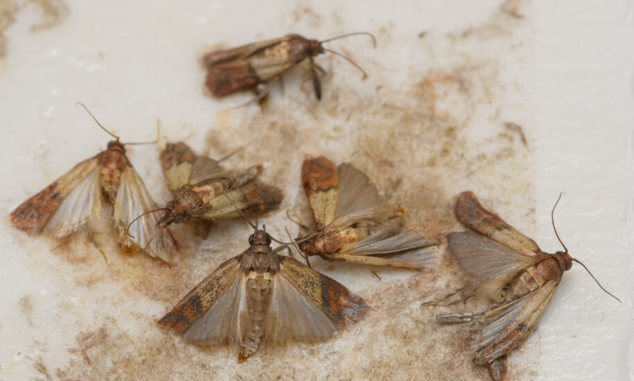 Deter Pests From Infesting Kitchen Pantries This Holiday Season