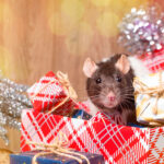 Watch for Pests When Decking the Halls