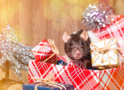 Watch for Pests When Decking the Halls