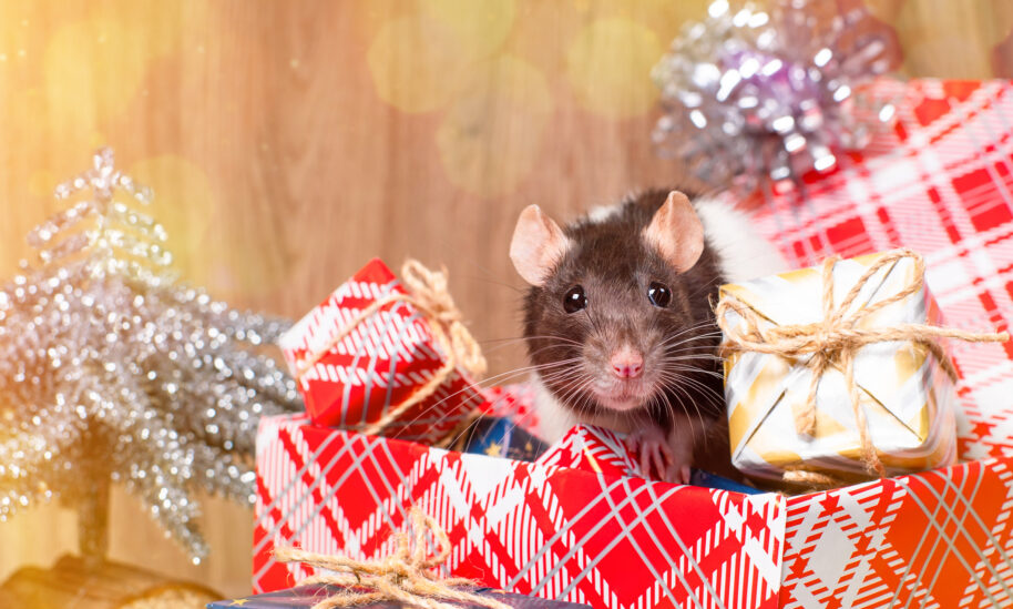 Watch for Pests When Decking the Halls