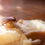 Don’t Let Pantry Pests Spoil Holiday Cheer