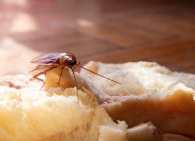 Don’t Let Pantry Pests Spoil Holiday Cheer