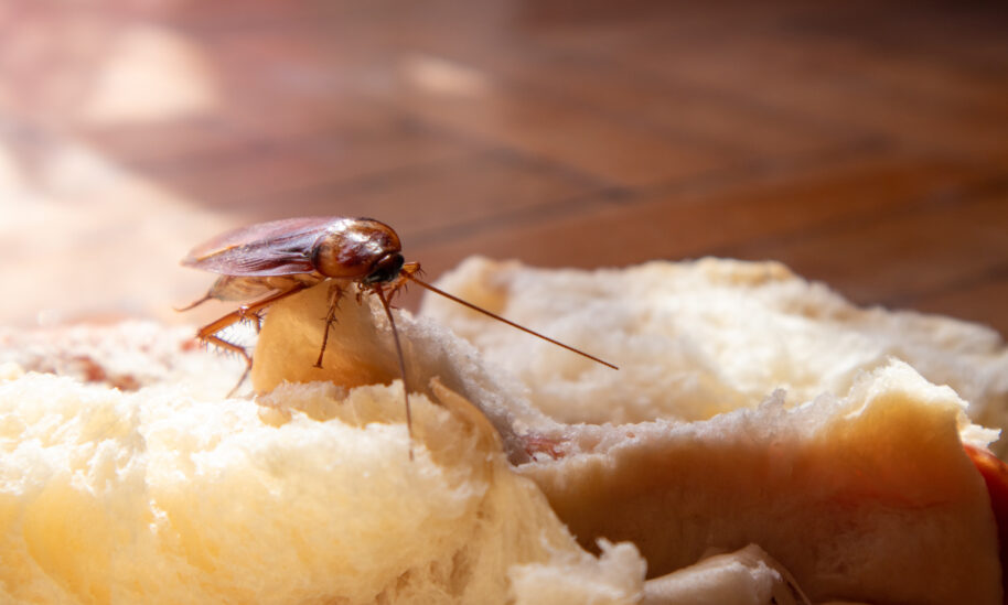 Don’t Let Pantry Pests Spoil Holiday Cheer