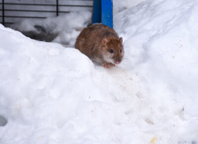 Winter Chill Forces Rodents and Other Small Pests Indoors