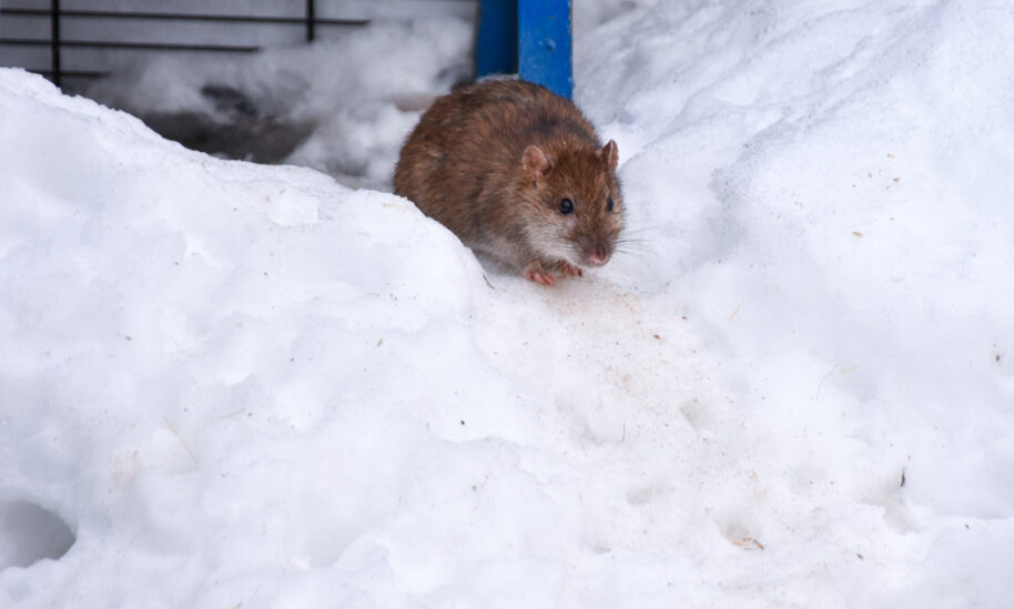 Winter Chill Forces Rodents and Other Small Pests Indoors