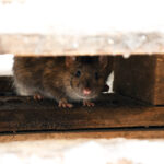 Pest Problems Still Prevalent In Winter