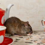 Winter Chill Forces Rodents and Other Small Pests Indoors