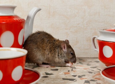 Winter Chill Forces Rodents and Other Small Pests Indoors