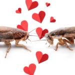 Spreading the Love: How Pests Show Their Affection