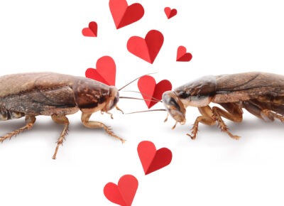 Spreading the Love: How Pests Show Their Affection