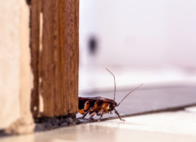 Winter Weather Draws Cockroaches Indoors