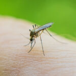 Traveling for Spring Break? Be Vigilant of Mosquitoes