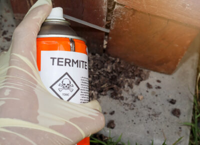 New Study Sheds Light on Termite Behavior and Treatment Effectiveness