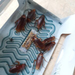 Study Confirms Pros Beat DIY Cockroach Treatments