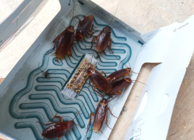 Study Confirms Pros Beat DIY Cockroach Treatments