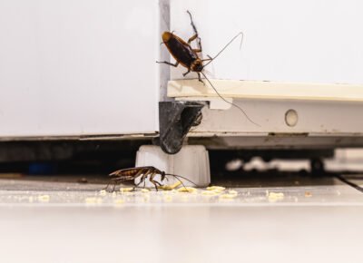 Cockroaches: Built to Survive