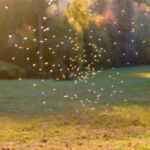 Smarter Mosquito Control on the Horizon for South Jersey