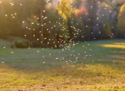 mosquito control south jersey