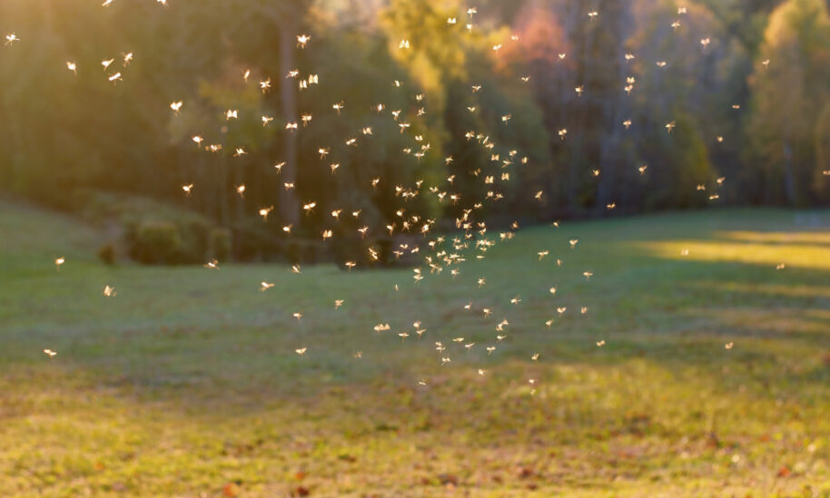mosquito control south jersey
