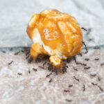 Ant Prevention: How To Avoid An Ant Infestation This Summer