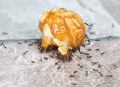 How To Avoid An Ant Infestation This Summer