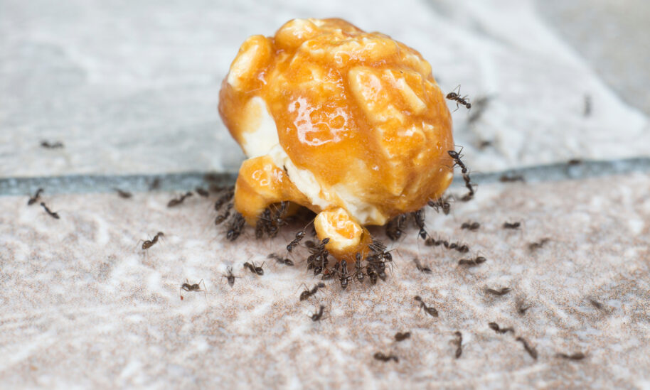 How To Avoid An Ant Infestation This Summer