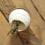 Stay Alert For Stinging Insects This Summer