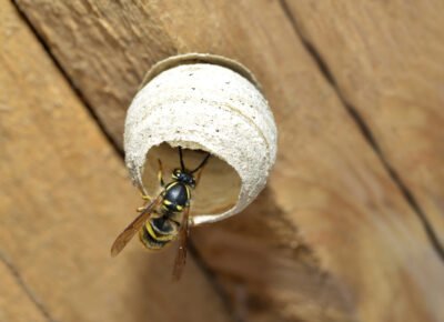 Stay Alert For Stinging Insects This Summer