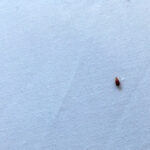 Don’t Let Bed Bugs Ruin Your Summer Travel Plans
