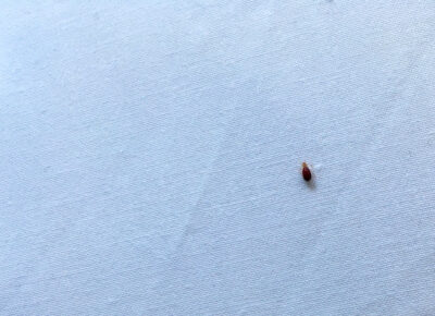 Don’t Let Bed Bugs Ruin Your Summer Travel Plans
