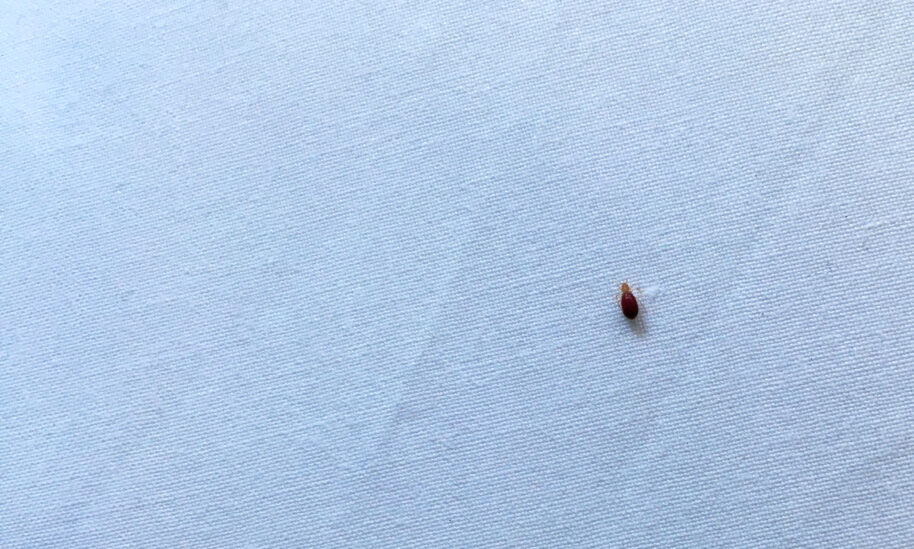 Don’t Let Bed Bugs Ruin Your Summer Travel Plans