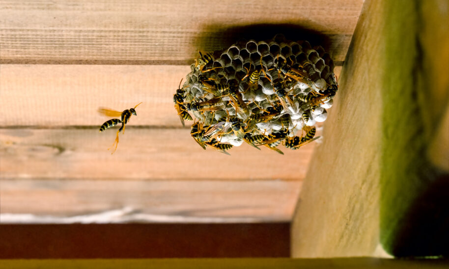 End of Summer Can Still Bring Stingers 0814