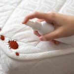 Hoffman’s Exterminating Highlights Study on Bed Bug Fumigation