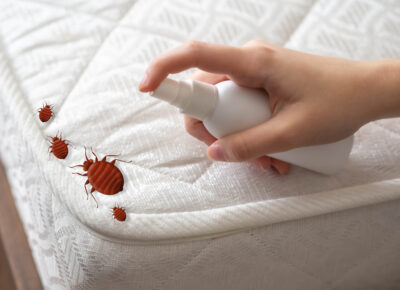 Hoffman’s Exterminating Highlights New Study on Bed Bug Fumigation Methods