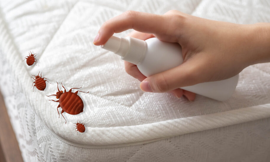 Hoffman’s Exterminating Highlights New Study on Bed Bug Fumigation Methods