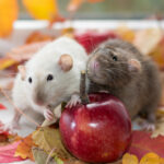 Fall Into A Pest Proofing Routine