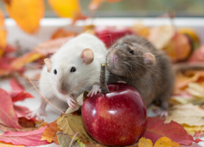 Fall Into A Pest Proofing Routine