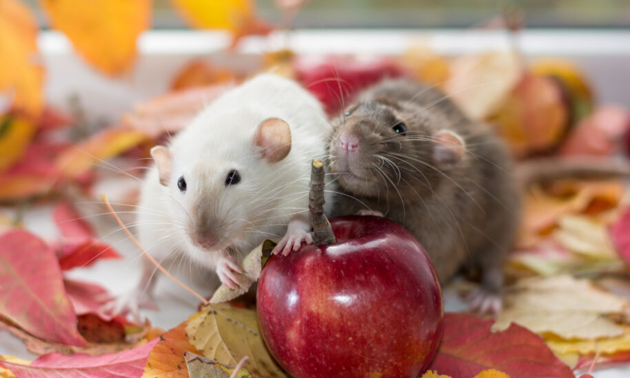 Fall Into A Pest Proofing Routine