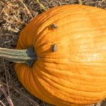 Invasive Species Outlook: Which Pests To Keep An Eye Out For