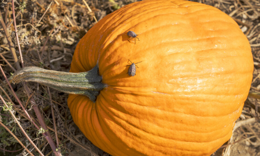 Invasive Species Outlook: Which Pests To Keep An Eye Out For