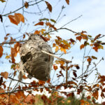 Minimize the Increased Threat of Stinging Insects This Fall